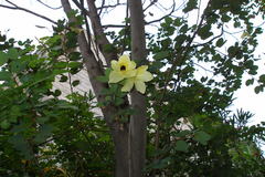 Bauhinia tomentosa